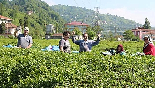 Rize'ye çay göçü! Nüfus 4'e katlandı!