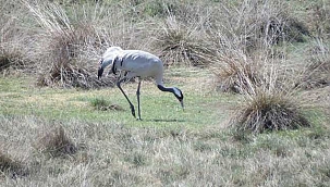  Sayıları artan turnalar dronla takip ediliyor