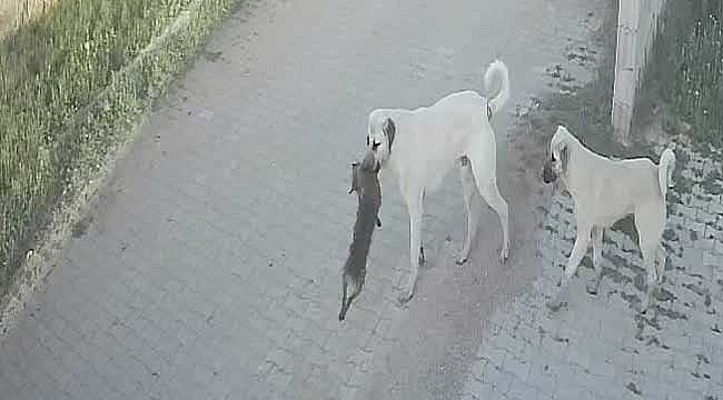 Sokak köpekleri bağlı köpeğe saldırarak öldürdü