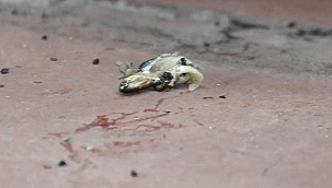 Trabzonspor yedek kulübesi önüne hamsi atıldı 