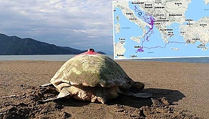 Uydu takip cihazlı 9 deniz kaplumbağasının sinyali kesildi.Durumu bilinmiyor!