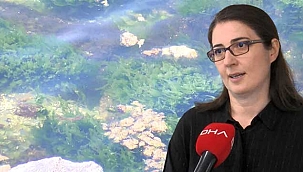 Uzmanlar uyardı! Denizanaları ve müsilaj...