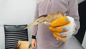 Yaralı bulunan Balaban kuşu tedavi altına alındı