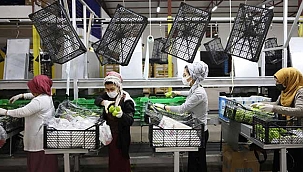 Yaş sebze ve meyve ihracatında hareketlilik! Rusya kapıları açınca...