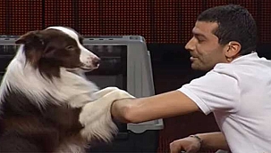 Yetenek Sizsiniz Türkiye'nin şampiyonu Ali Yeşilırmak ve Max'tan acı haber!