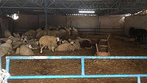 2,5 milyon liralık kurbanlık vurgunu! 