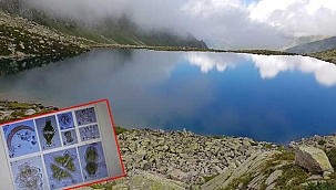 48 'alg' türü tespit edildi 