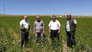 Başkan Güneş, Aspir ve Nohut Ekili Alanlarda İncelemelerde Bulundu