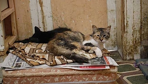 Flaş Haber! Kedilerde salgın iddiası...