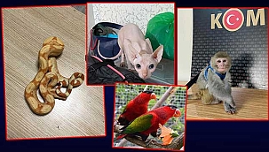 Hayvan ticareti yapanlara 14 ilde dev operasyon!