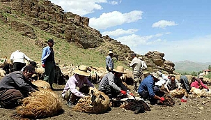 İmece usulü koyun kırkma mesaisi başladı
