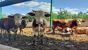 Kayseri'de kurban pazarları 25 Haziran’da açılacak! 