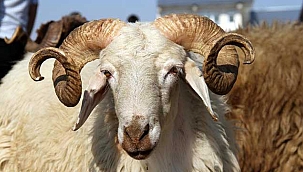 Kurban Bayramı ne zaman? Kurban Bayramı tatili kaç gün olacak?