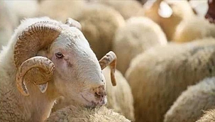 Kurban Bayramı tatili kaç gün olacak? Kurban Bayramı ne zaman?