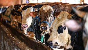 Kurban fiyatlarında son durum! Büyükbaş ve küçükbaş kesim fiyatları! 