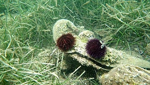 Marmara Denizi'nde yeni tehlike! 