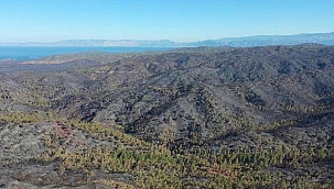 Marmaris'teki orman yangınında son durum! 