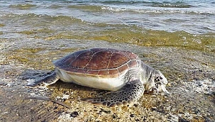 Nesli tükenme tehlikesindeki caretta carettalar için kritik uyarı! 