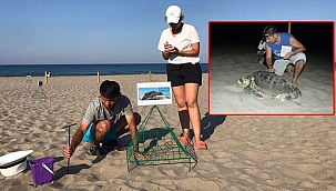Patara Plajı'nda 86 caretta caretta yuvası yaptı