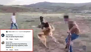 Skandal Görüntü! Bahis karşılığında köpekleri dövüşü! 