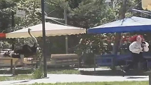 Şok Görüntüler! Kafesinden kaçan deve kuşu...