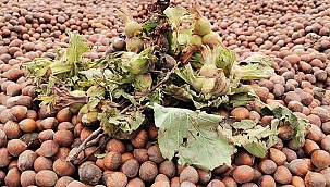 Üreticinin fındıkta beklentisi 45 lira!