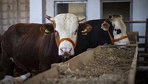 Vekalet yoluyla kurban kesim fiyatları açıklandı. Kurbanlık alımları başladı! 