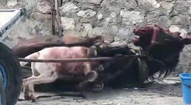 Yasaklı ırk köpeğin saldırdığı at...