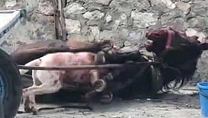 Yasaklı ırk köpeğin saldırdığı at...