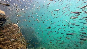 Yavru inci kefalleri annelerinin izinde ana vatanlarına dönüyor