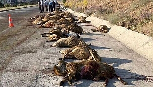  Yolcu otobüsü koyun sürüsüne çarptı