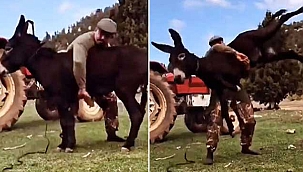 Başpehlivan Şimşek, altın kemeri getiren oyunu eşekle çalışmış