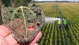  Doç. Dr. Özgür Sağlam: Trakya’da mısır da 'çayır tırtılı' tehdidi altında