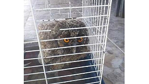 Kayseri'de yaralı baykuş ve gökdoğan kuşu tedavi altına alındı