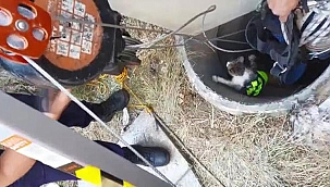 10 gün süren yavru kedi kurtarma operasyonu