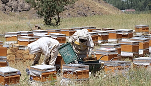 Arıcılar Birliği Başkanı: Van'da bal verimi yüzde 200 arttı