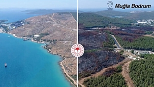  Kirişci: Yanan ormanların yüzde 75'inde yeniden ormanlaştırma tamamlandı