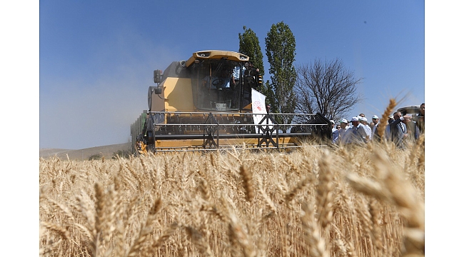 Başkan Büyükkılıç İle Vali Çiçek, Biçerdöver Kullanarak Buğday Hasadı Yaptı