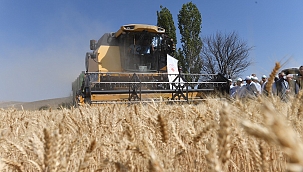Başkan Büyükkılıç İle Vali Çiçek, Biçerdöver Kullanarak Buğday Hasadı Yaptı