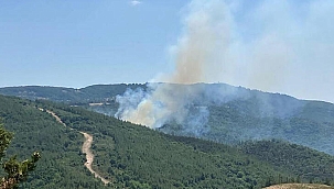 Çanakkale Biga'da orman yangını