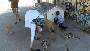 Hayvanseverlerin sokakta kedi besledikleri için darbedildik iddiası 