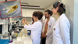 İklim değişikliğiyle böcekler hastalık taşıyarak Türkiye'ye geliyor