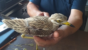Kayseri'de Yaralı Kocagöz Kuşu Tedaviye Alındı