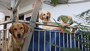  Kilitli tutuldukları evde aç kalan köpeklerin, birbirini öldürdüğü iddia edildi