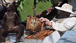 ‘Kuraklığın etkisiyle acı balda zehir etkisi arttı’