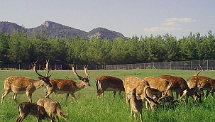 Nesli kritik tehlike altındaki alageyiklerden iyi haber
