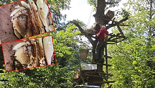 Rize'de dev ağaçlarda kara kovan bal mesaisi