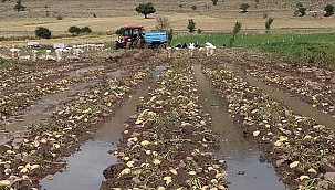  Sağanak, Bazı Tarım Arazilerine Zarar Verdi