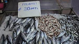  Sezonun ilk palamutları, 30 liradan tezgahlarda