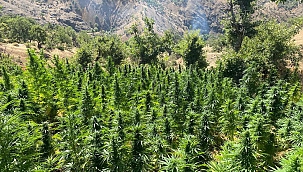 Süleyman Soylu: Bingöl'de 3 milyon kök kenevir ele geçirildi